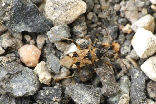 Beosus maritimus
